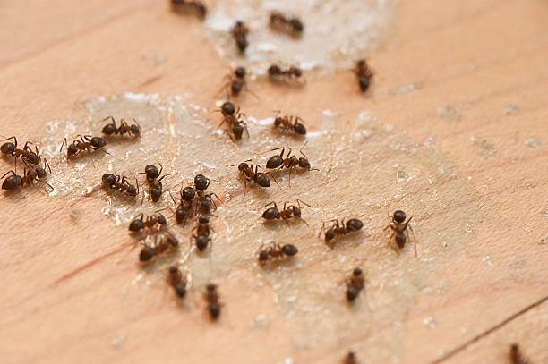 Best Bed Bug Extermination  in Fitzgerald, GA